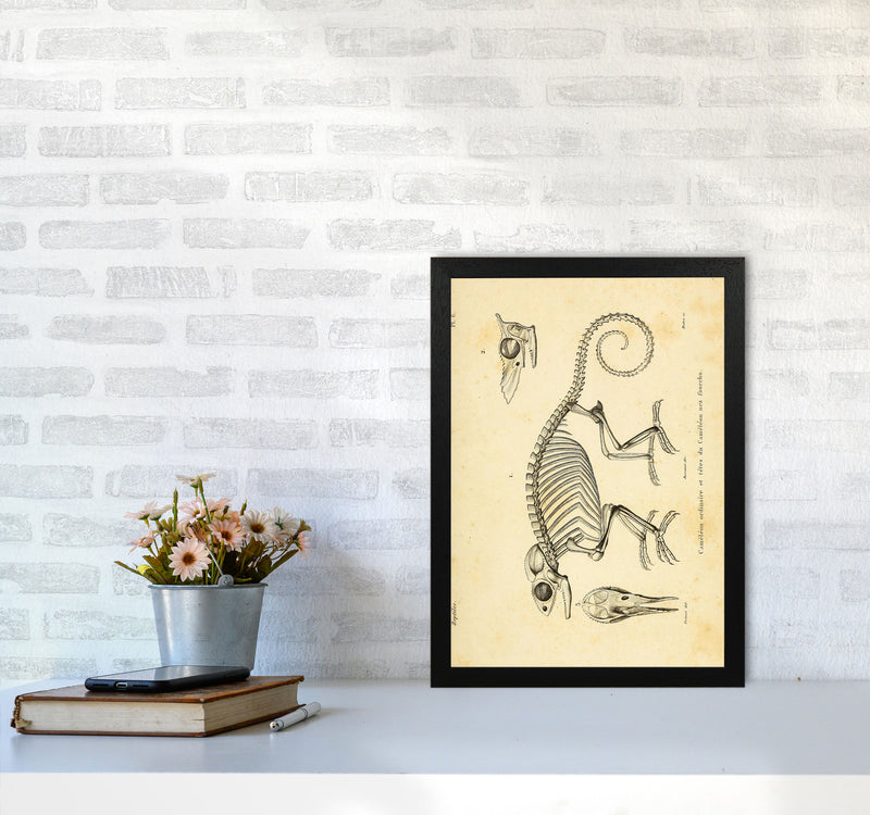 Chameleon Skeleton System Art Print by Jason Stanley A3 White Frame