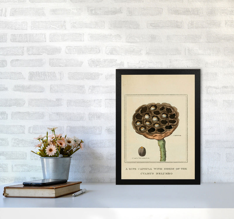 Vintage Flower Series 3 Art Print by Jason Stanley A3 White Frame