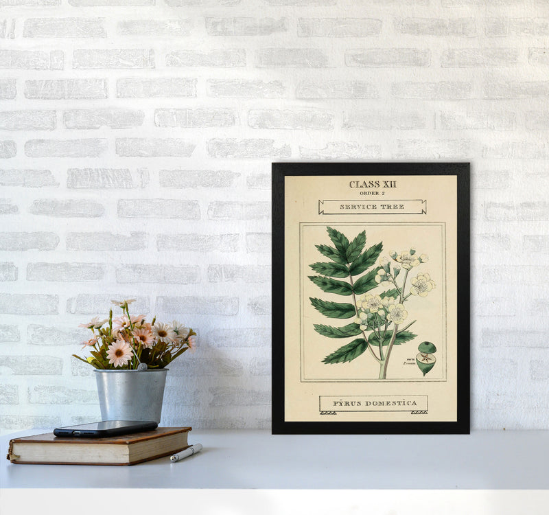 Vintage Flower Series 5 Art Print by Jason Stanley A3 White Frame