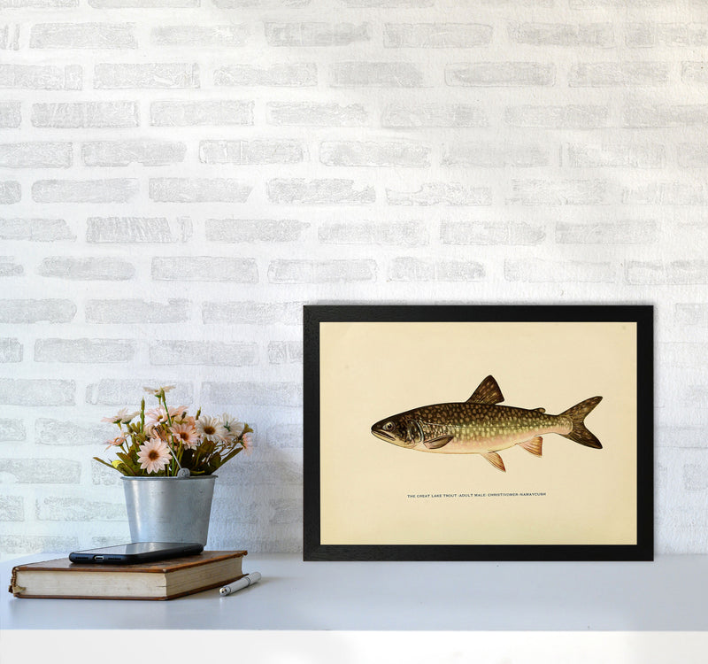 Lake Trout Illustration Art Print by Jason Stanley A3 White Frame