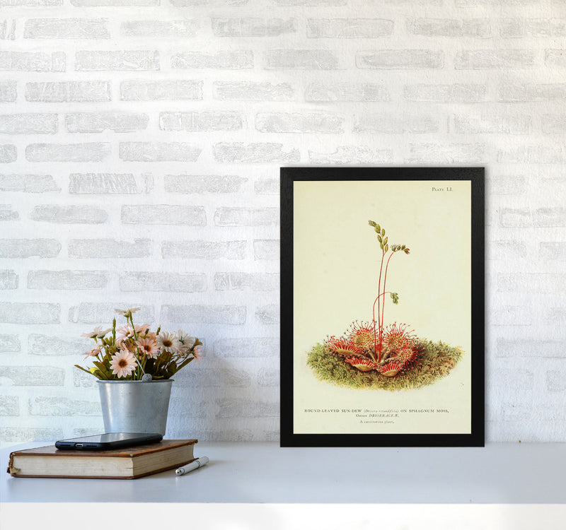 A Carnivorous Plant Art Print by Jason Stanley A3 White Frame