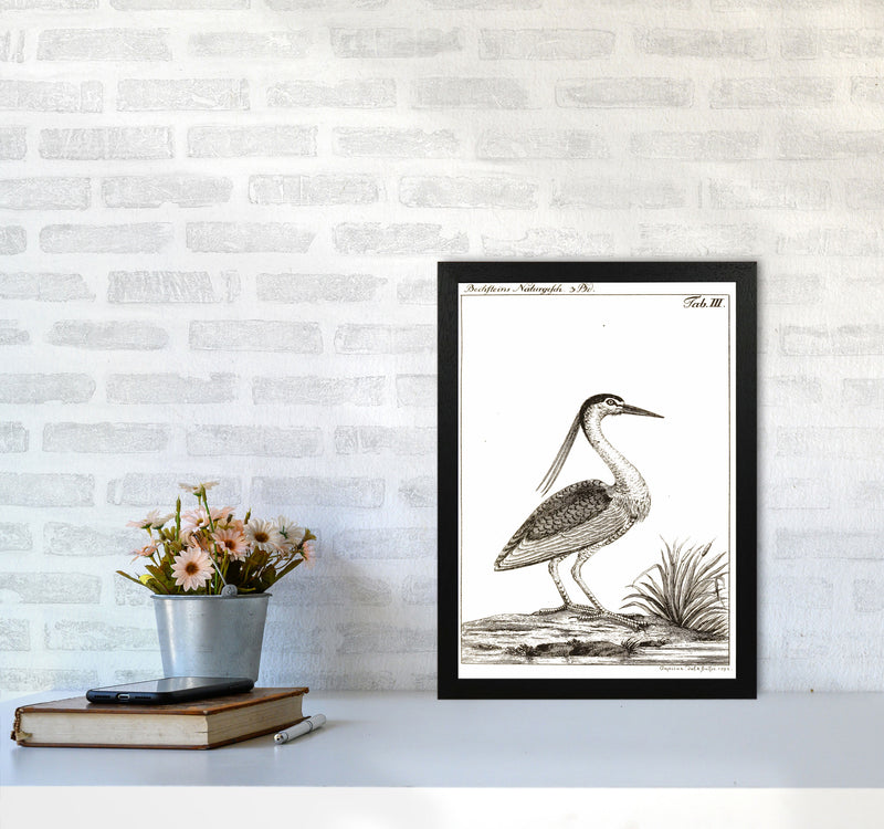 Vintage Hunting Bird Art Print by Jason Stanley A3 White Frame