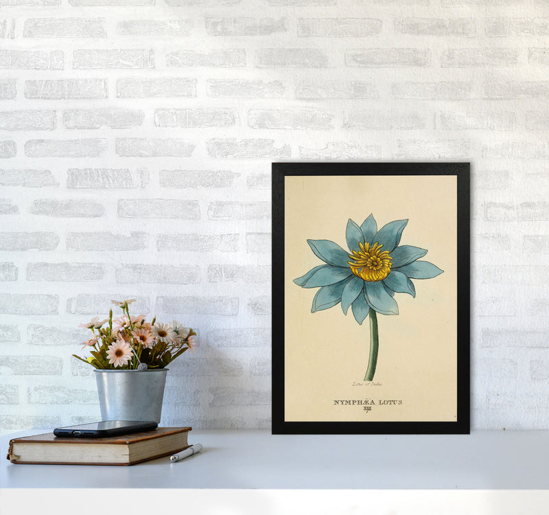 Vintage Lotus Flower Art Print by Jason Stanley A3 White Frame