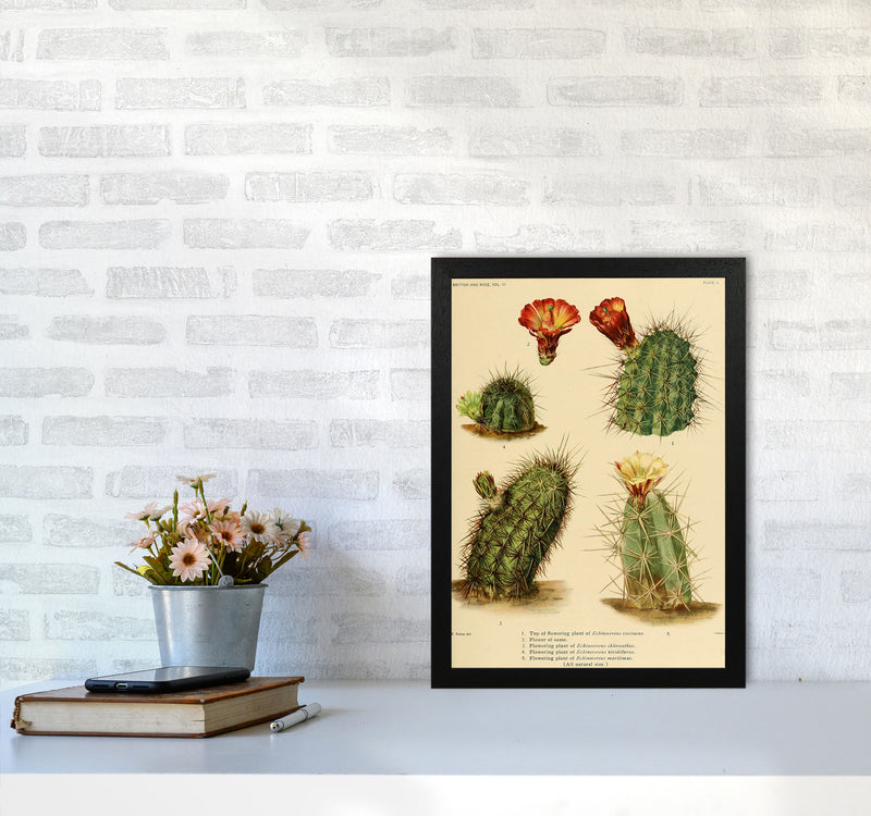 Cactus Series 1 Art Print by Jason Stanley A3 White Frame