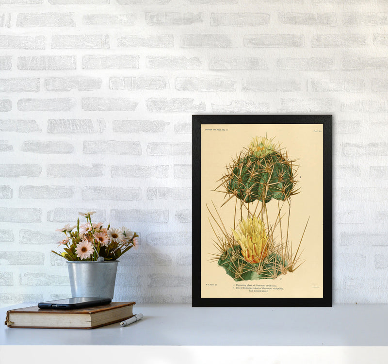 Cactus Series 10 Art Print by Jason Stanley A3 White Frame