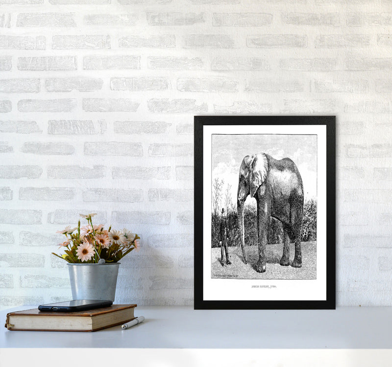 African Elephant Art Print by Jason Stanley A3 White Frame