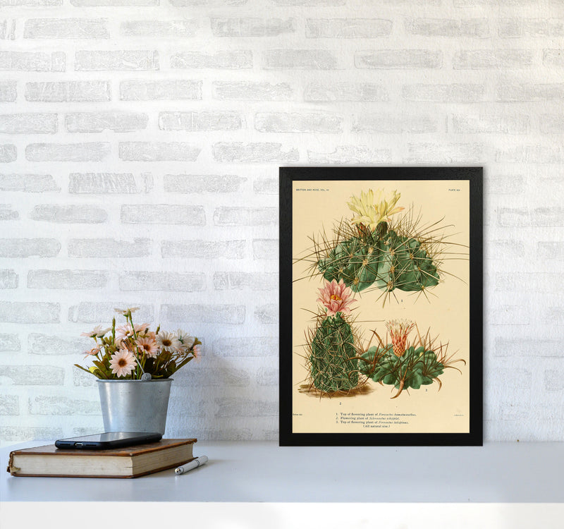 Cactus Series 11 Art Print by Jason Stanley A3 White Frame