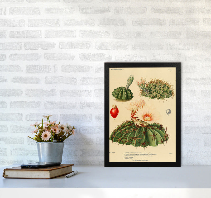 Cactus Series 14 Art Print by Jason Stanley A3 White Frame