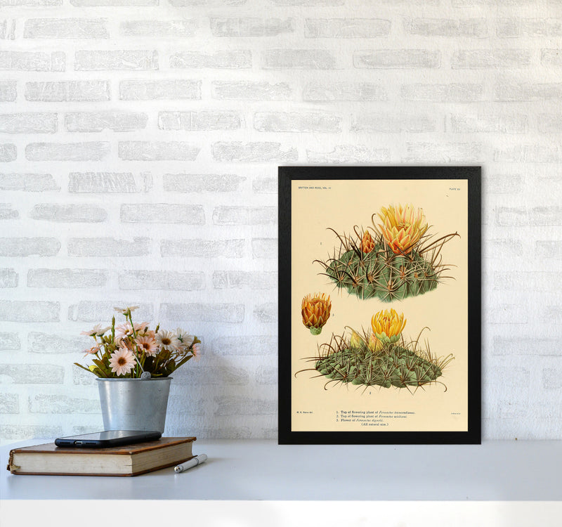 Cactus Series 9 Art Print by Jason Stanley A3 White Frame