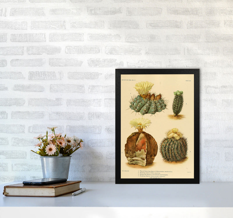 Cactus Series 16 Art Print by Jason Stanley A3 White Frame