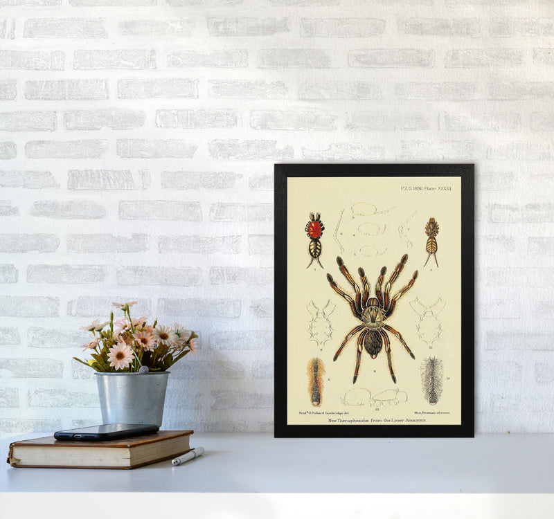 Vintage Tarantula Art Print by Jason Stanley A3 White Frame