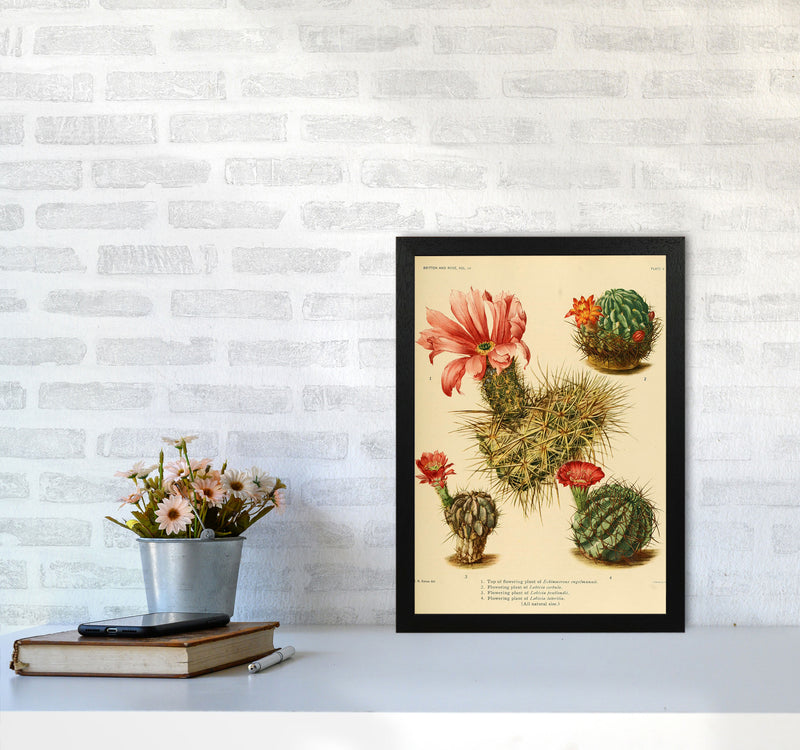 Cactus Series 4 Art Print by Jason Stanley A3 White Frame