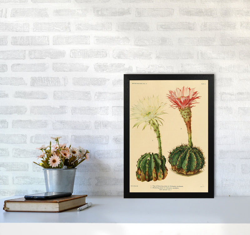 Cactus Series 5 Art Print by Jason Stanley A3 White Frame