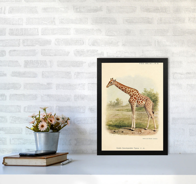 The Gentle Giraffe Art Print by Jason Stanley A3 White Frame