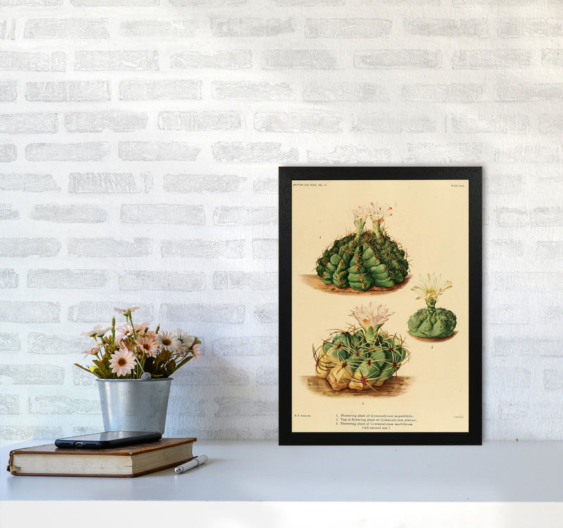 Cactus Series 13 Art Print by Jason Stanley A3 White Frame