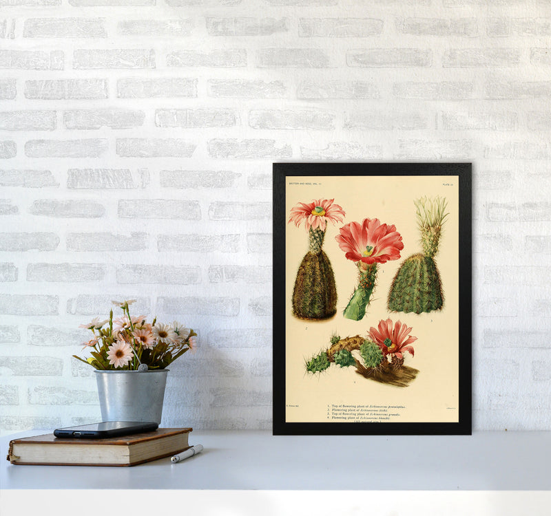 Cactus Series 2 Art Print by Jason Stanley A3 White Frame