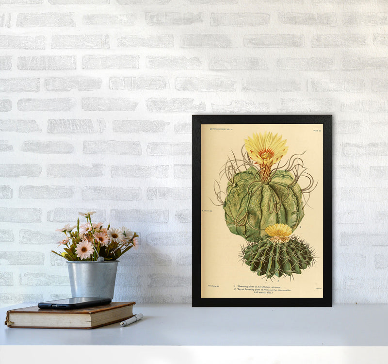 Cactus Series 15 Art Print by Jason Stanley A3 White Frame