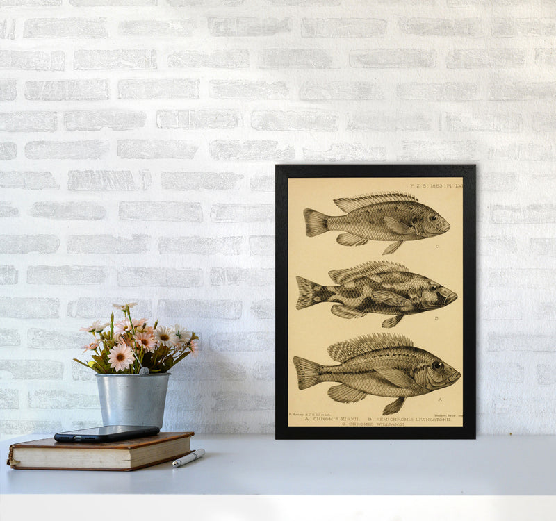 Vintage Fish Art Print by Jason Stanley A3 White Frame
