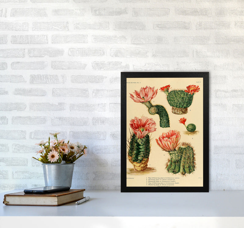 Cactus Series 3 Art Print by Jason Stanley A3 White Frame