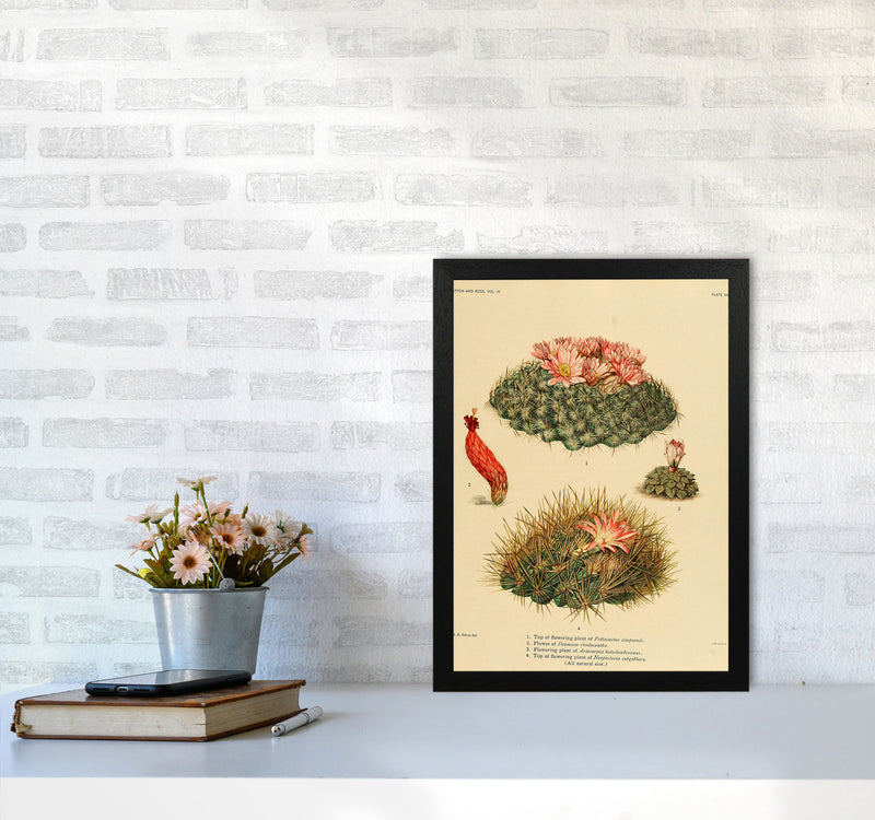 Cactus Series 7 Art Print by Jason Stanley A3 White Frame