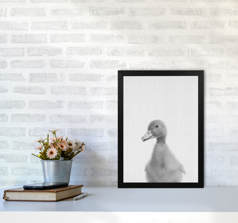 Curious Duck Art Print by Jason Stanley A3 White Frame