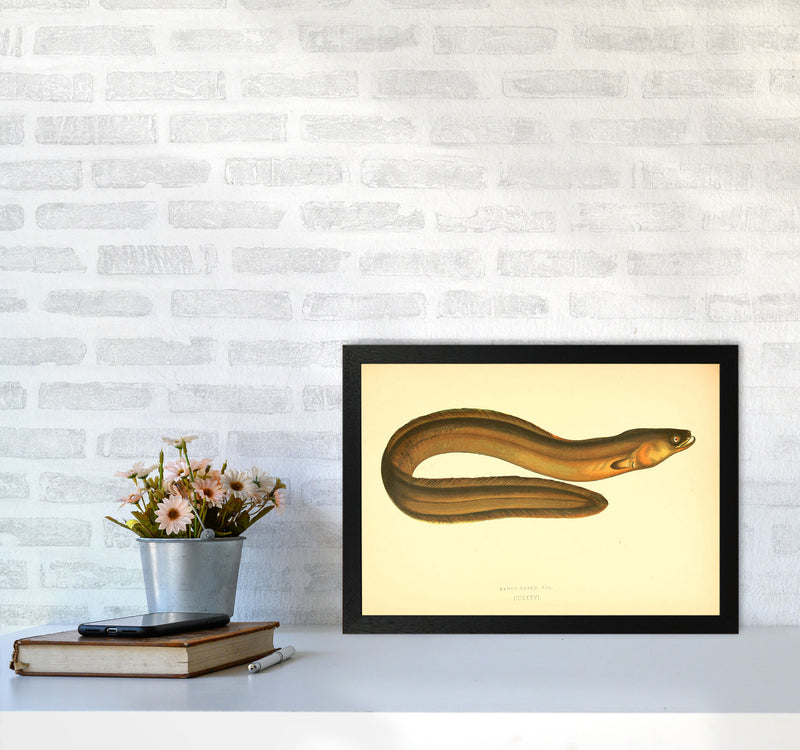 Broad Nosed Eel Art Print by Jason Stanley A3 White Frame