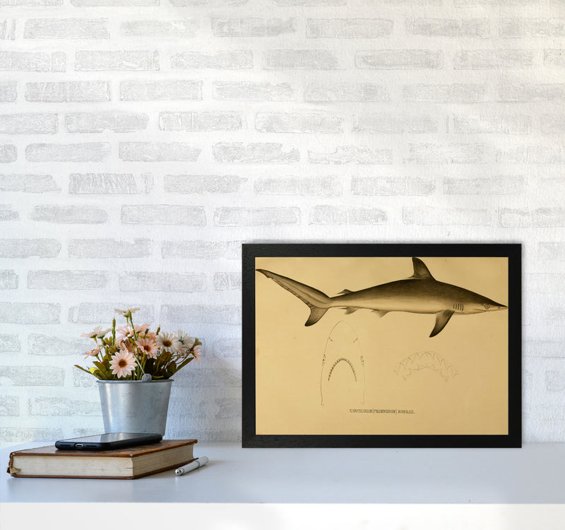 Shark Series 4 Art Print by Jason Stanley A3 White Frame
