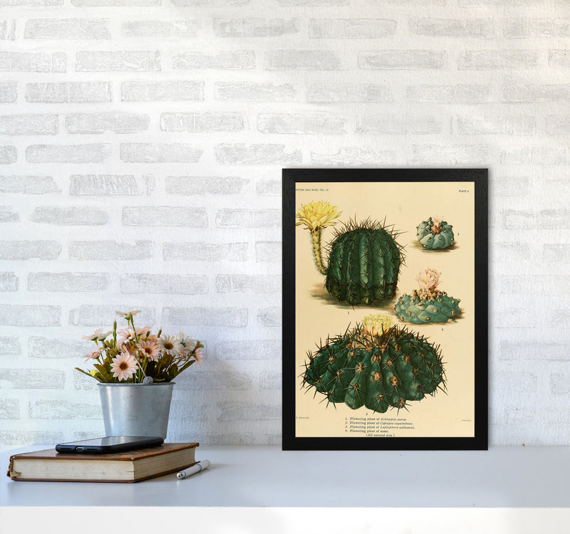 Cactus Series8 Art Print by Jason Stanley A3 White Frame