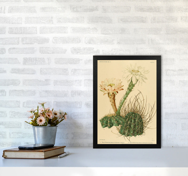 Cactus Series 6 Art Print by Jason Stanley A3 White Frame