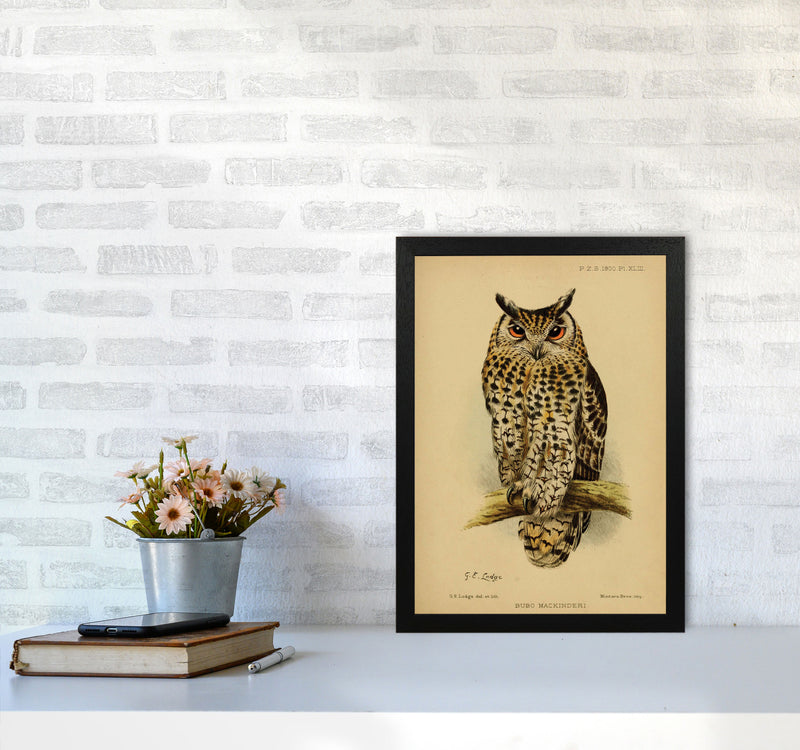 Vintage Owl Art Print by Jason Stanley A3 White Frame