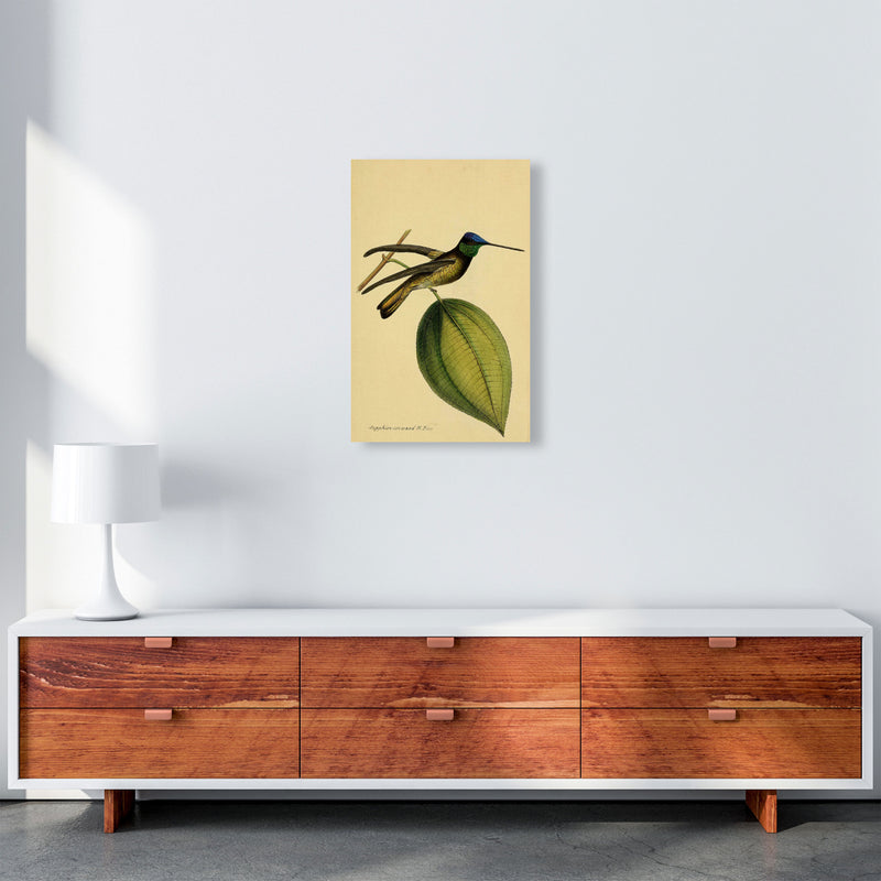 Crowned Humming Bird Art Print by Jason Stanley A3 Canvas