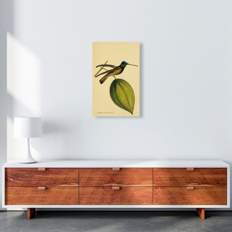 Sapphire Crowned Hummingbird Art Print by Jason Stanley A3 Canvas
