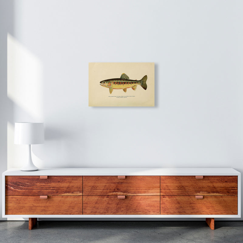 Golden Trout Illustration Art Print by Jason Stanley A3 Canvas