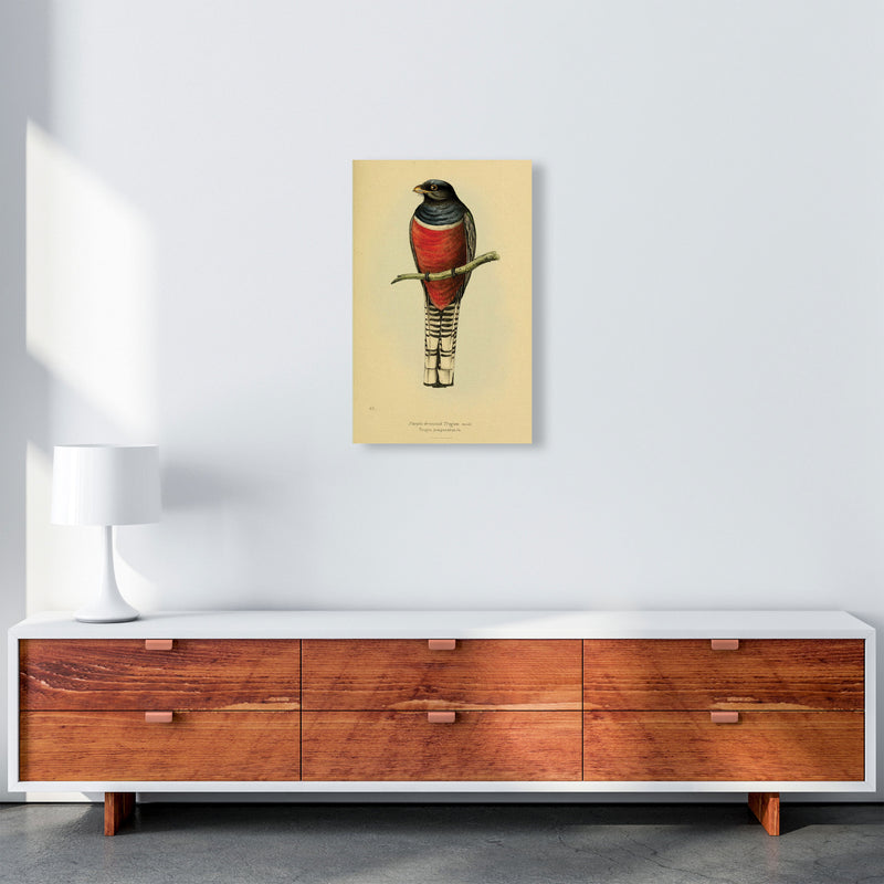 Purple Breasted Trogon Art Print by Jason Stanley A3 Canvas