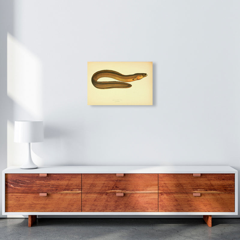 Broad Nosed Eel Art Print by Jason Stanley A3 Canvas