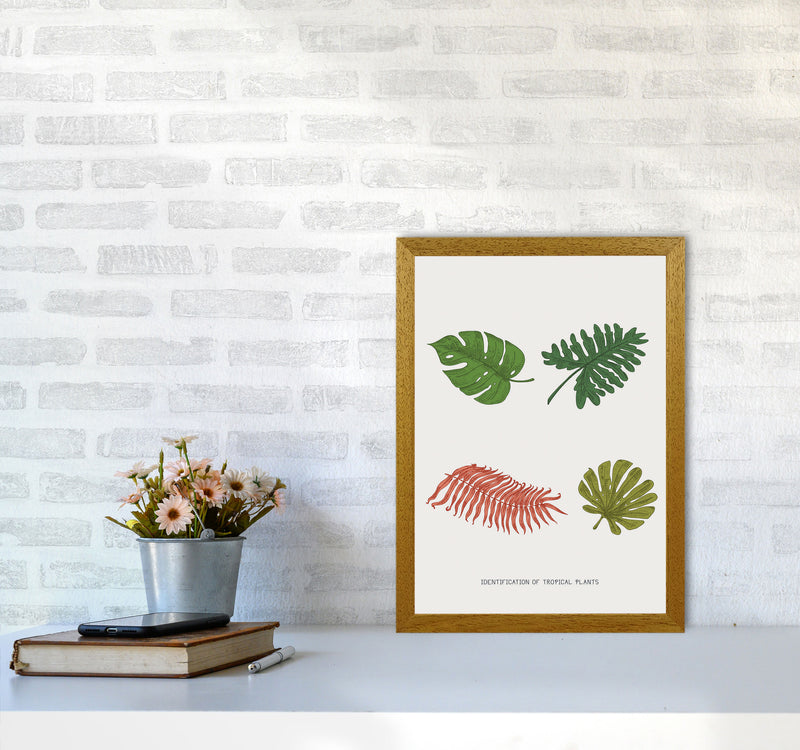 Identification Of Tropical Plants Art Print by Jason Stanley A3 Print Only