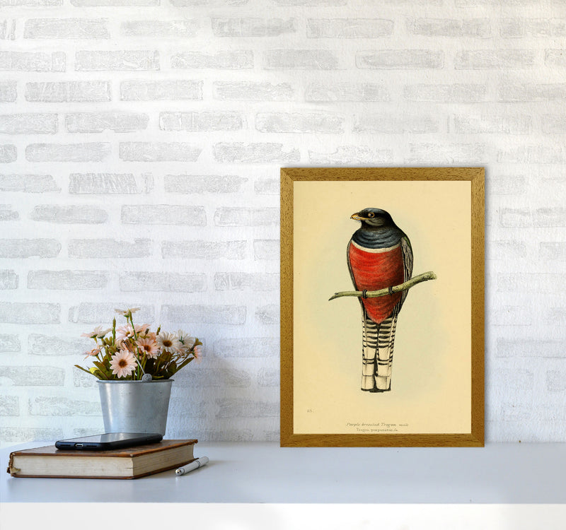 Vintage Purple Breasted Trogon Art Print by Jason Stanley A3 Print Only