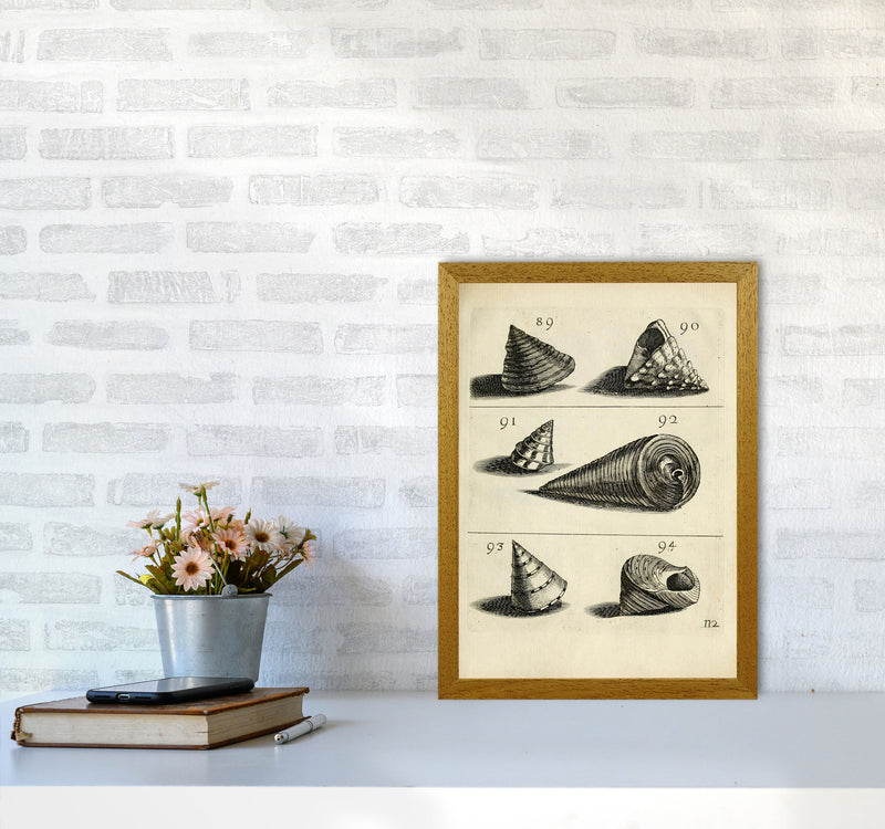 Set Of Vintage Shells Art Print by Jason Stanley A3 Print Only