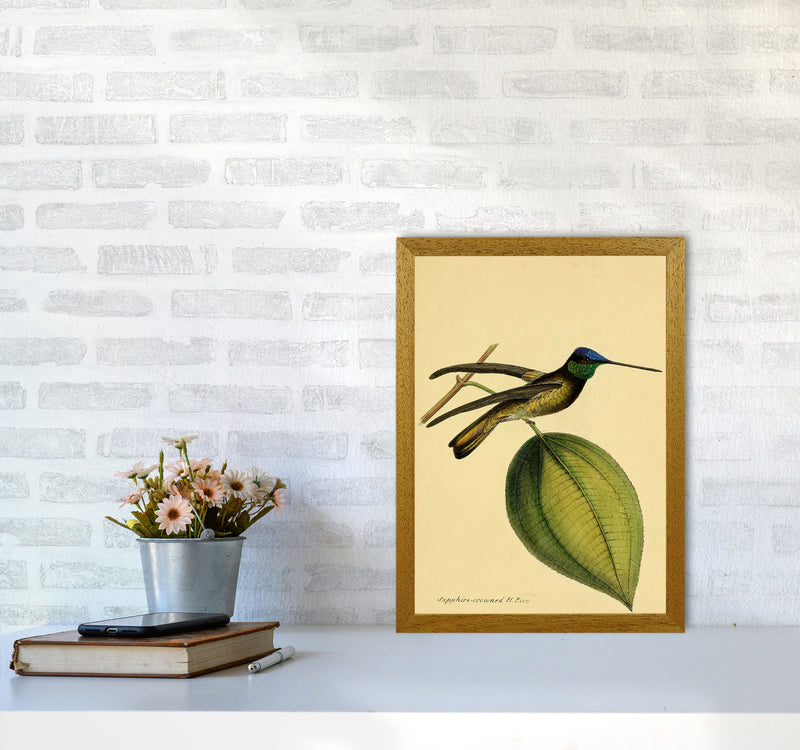 Crowned Humming Bird Art Print by Jason Stanley A3 Print Only