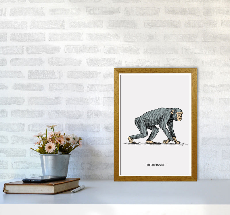 The Chimpanzee Art Print by Jason Stanley A3 Print Only