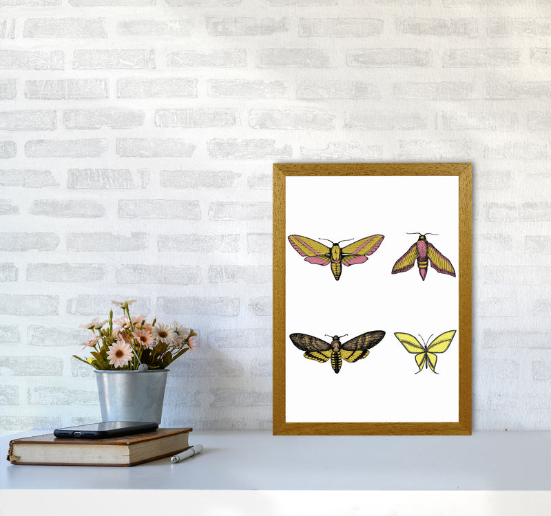 Vintage Moths Art Print by Jason Stanley A3 Print Only