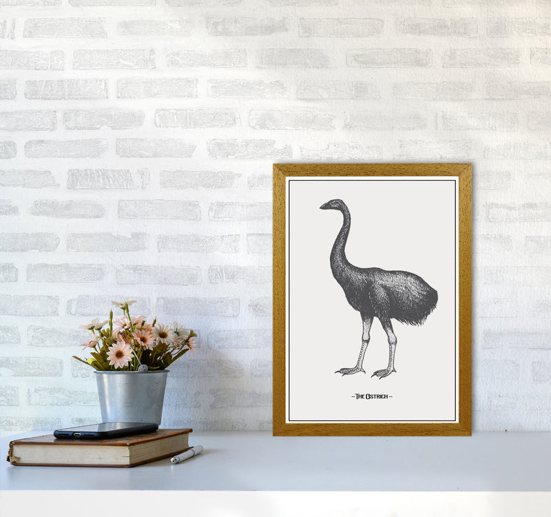 The Ostrich Art Print by Jason Stanley A3 Print Only