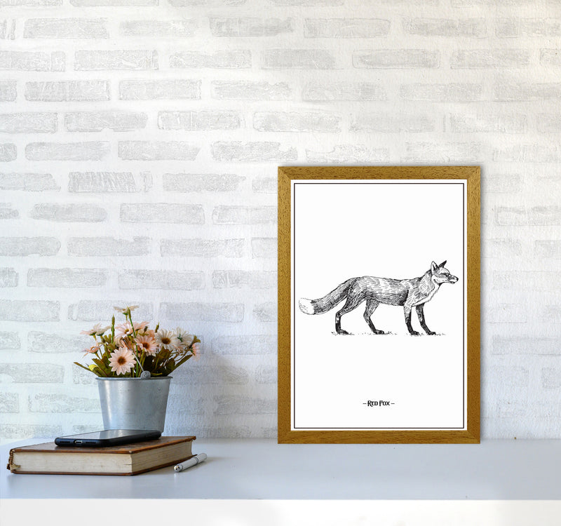 Red Fox Art Print by Jason Stanley A3 Print Only