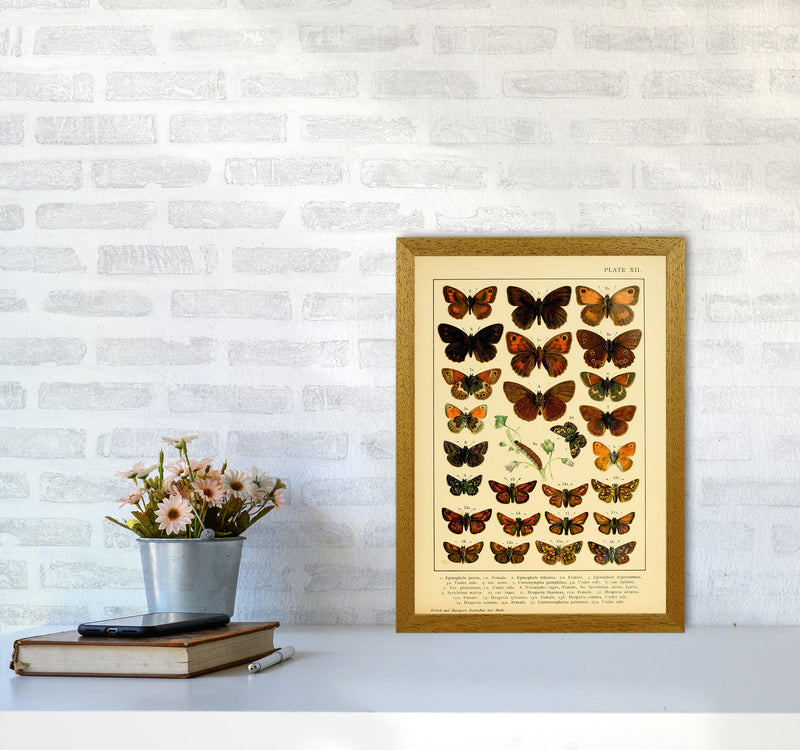Vintage Butterfly Illustration