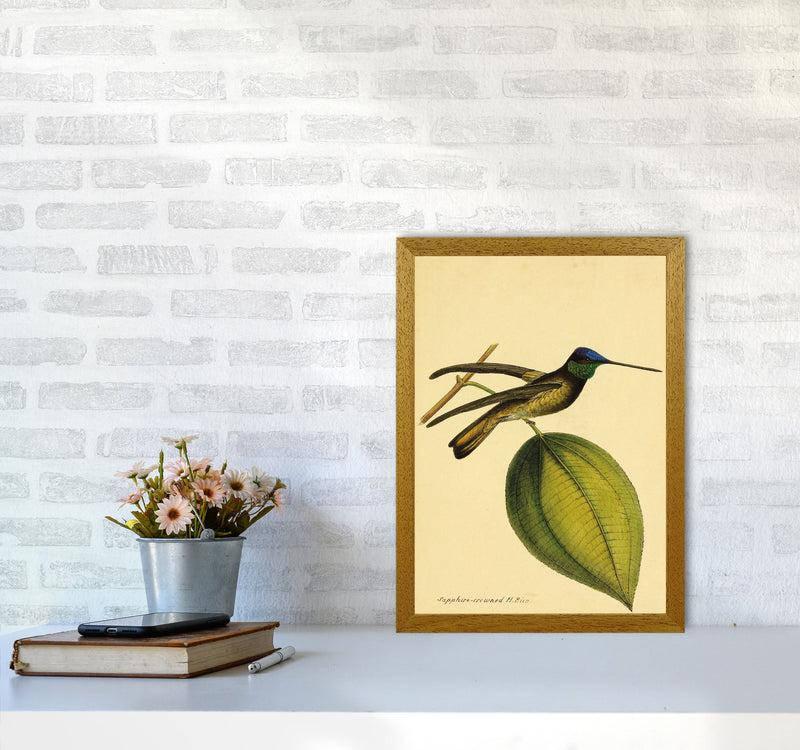 Sapphire Crowned Hummingbird Art Print by Jason Stanley A3 Print Only