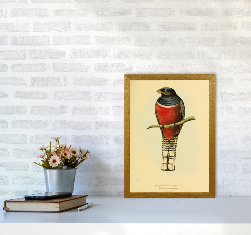 Purple Breasted Trogon Copy Art Print by Jason Stanley A3 Print Only