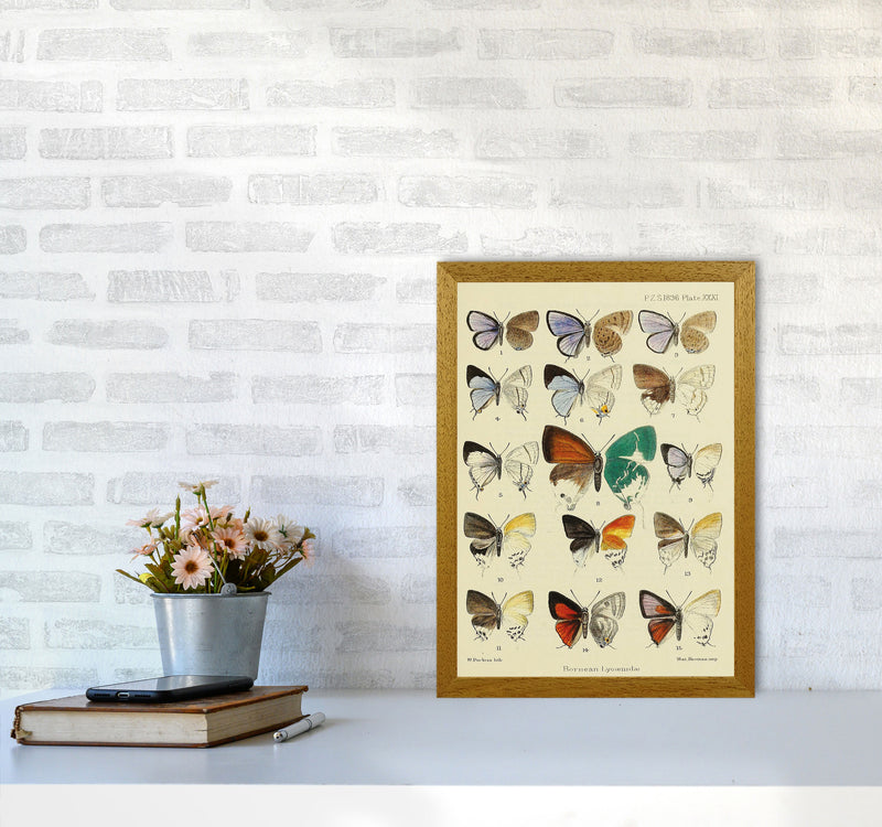Vintage Butterfly Assortment Art Print by Jason Stanley A3 Print Only