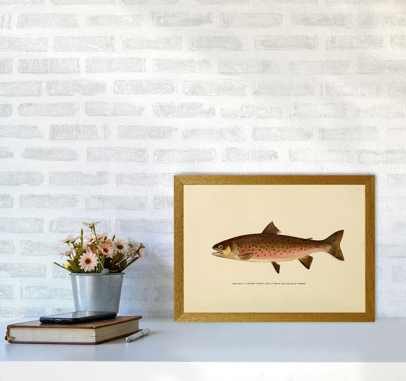 Dolly Varden Trout Illustration Art Print by Jason Stanley A3 Print Only