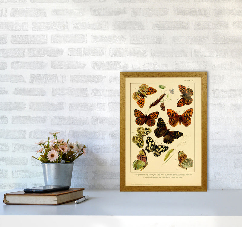 Vintage Butterfly Illustration Art Print by Jason Stanley A3 Print Only