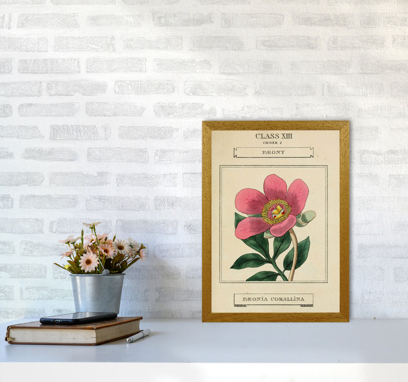 Vintage Flower Series 6 Art Print by Jason Stanley A3 Print Only